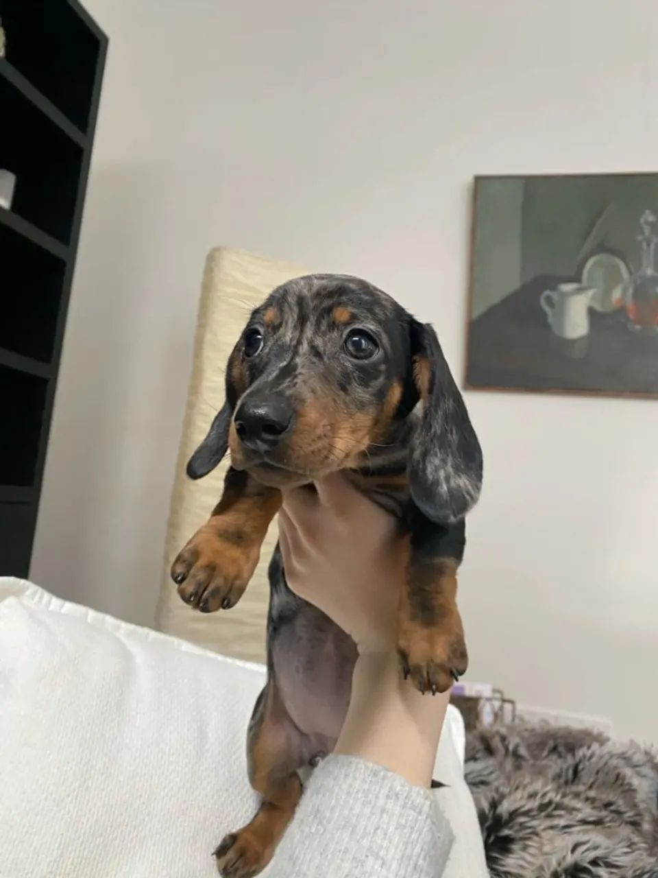 Dachshund Encanto Que Marca Sua Vida