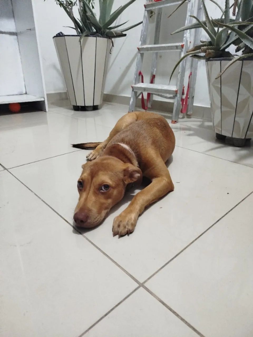Adoção - Cachorro fêmea