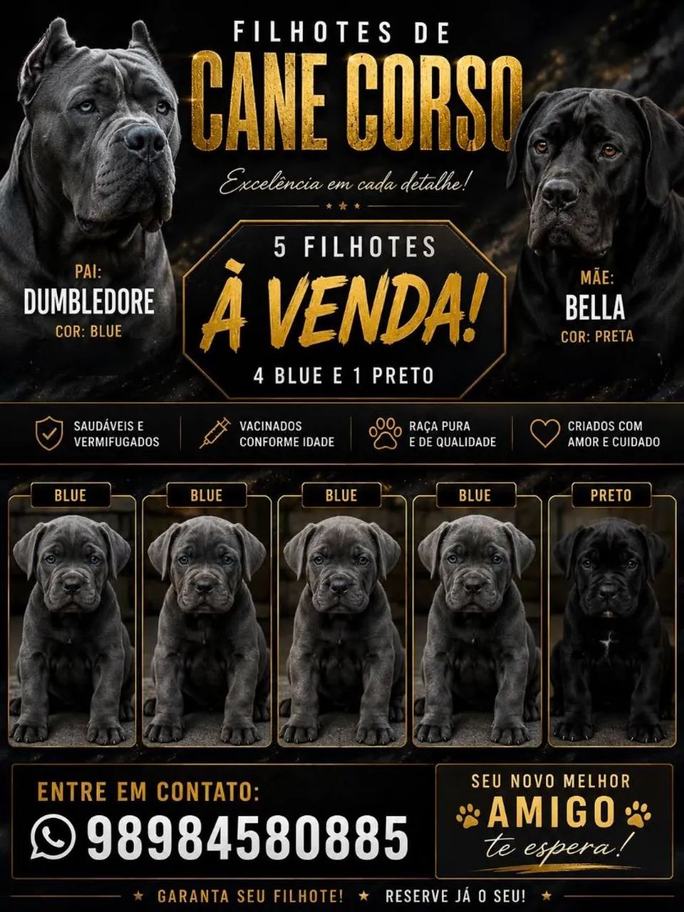 Cane corso a venda!!!