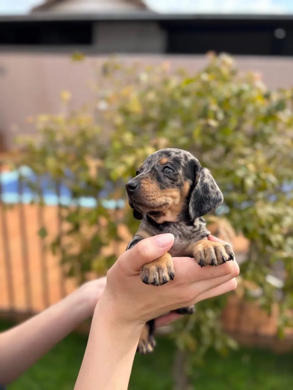 Dachshund arlequim 