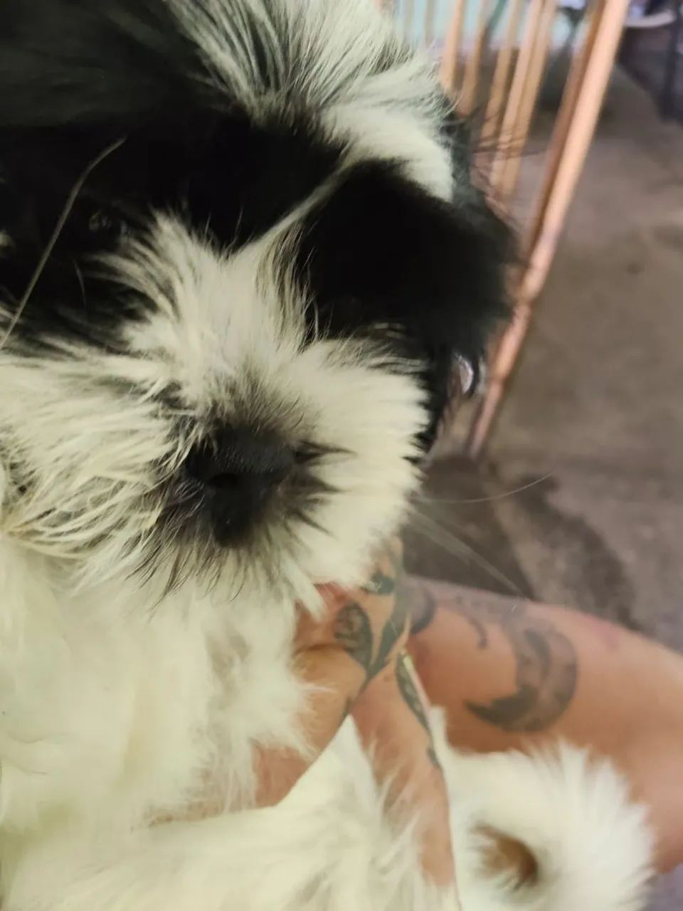 Lhasa Apso  - Foto 2