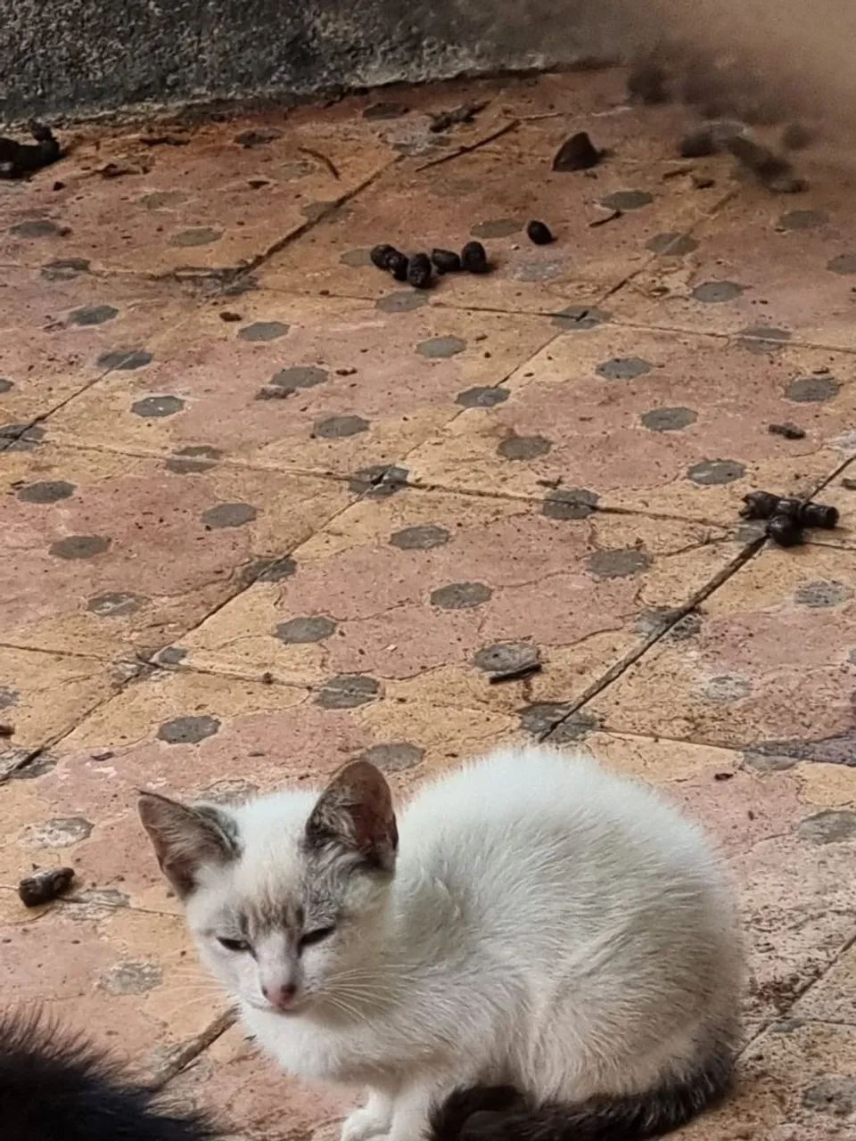 Filhotes gato - Foto 4