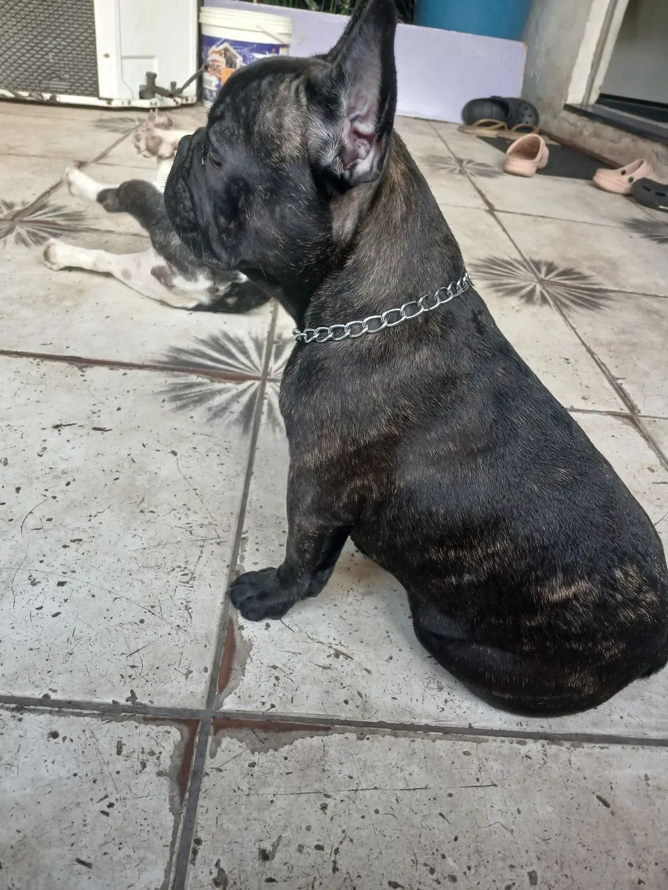 Buldogue frances vendo  - Foto 5