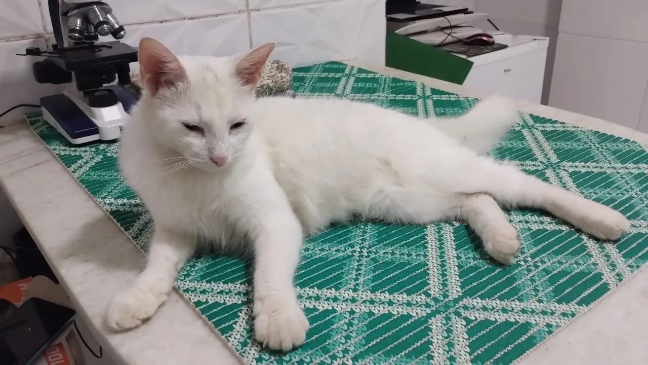 Gatinho para adoção  - Foto 2