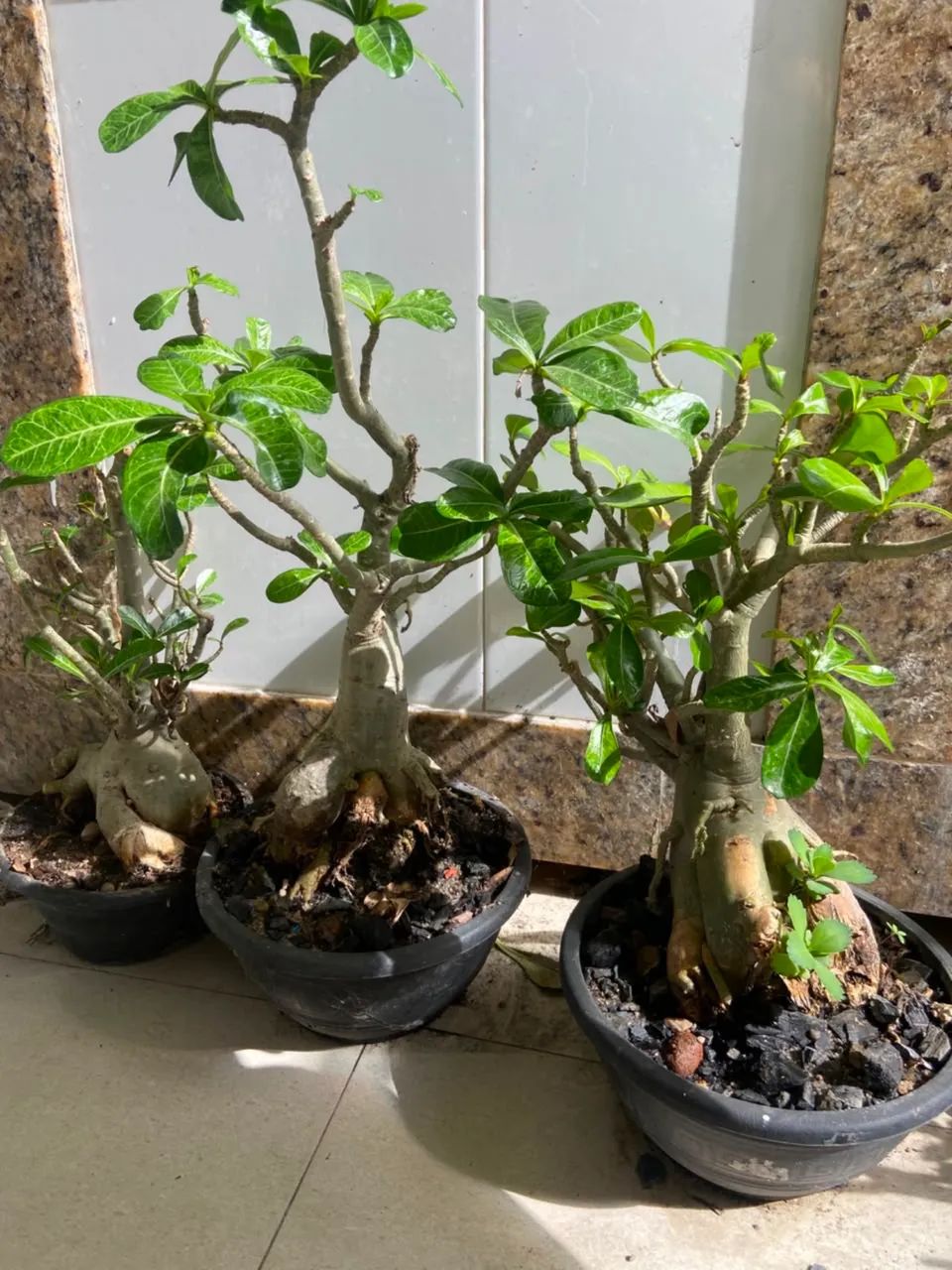 Rosa do deserto