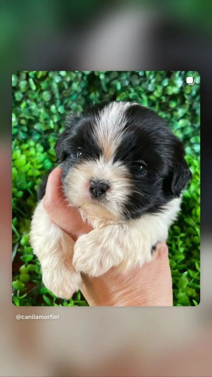 Filhotes perfeitos de shihtzu micro  - Foto 2
