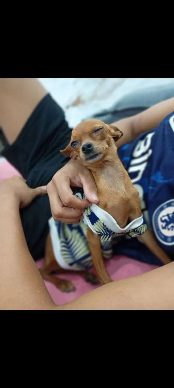 Pinscher  - Foto 5
