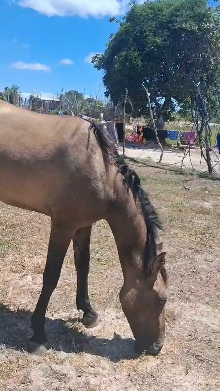 Pordo mestiso  - Foto 2