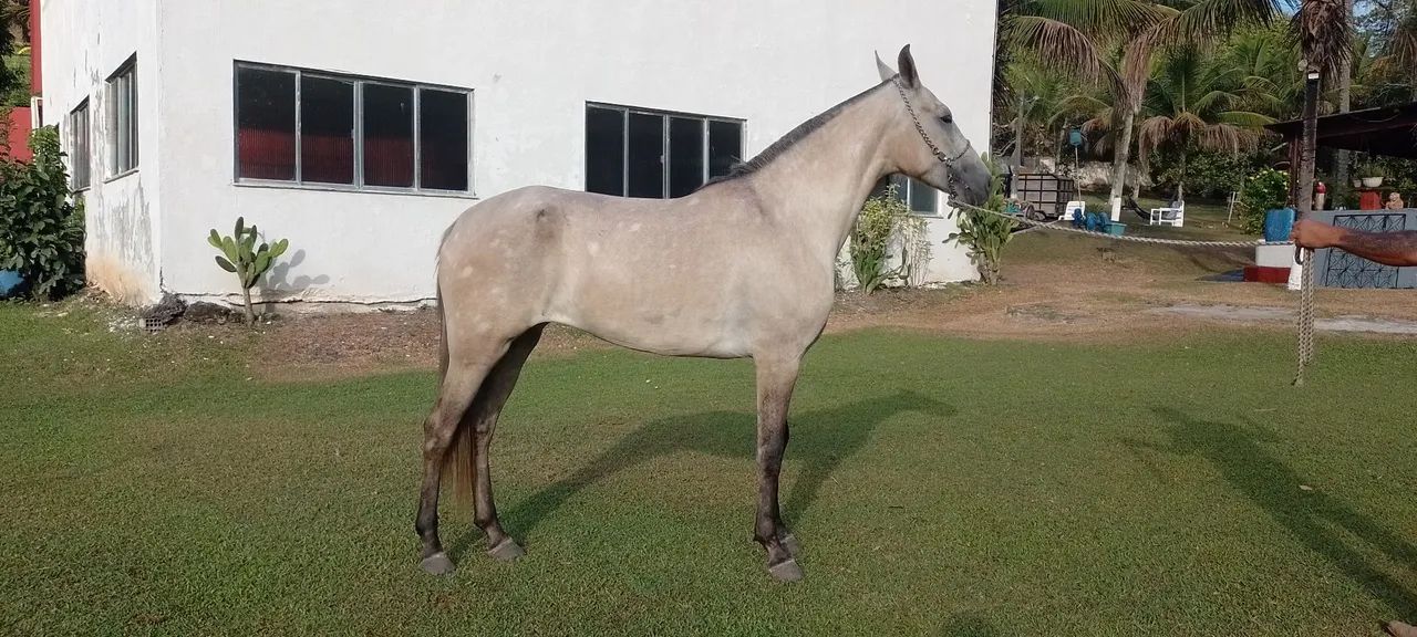 Potra mangalarga registrada  - Foto 2