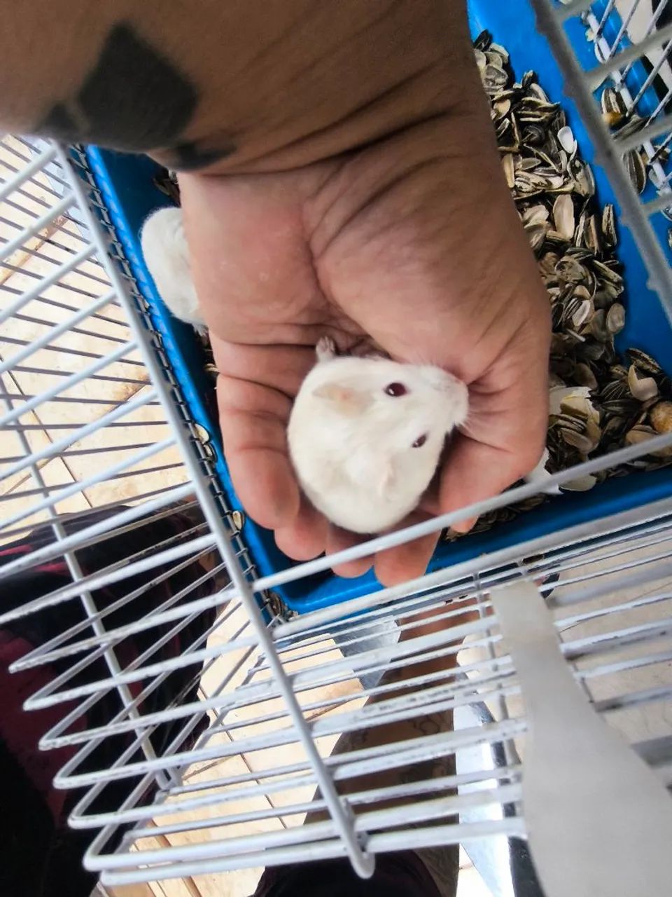 Hamsters - Foto 4