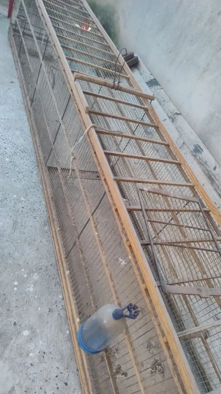 Voador de pássaro  - Foto 3