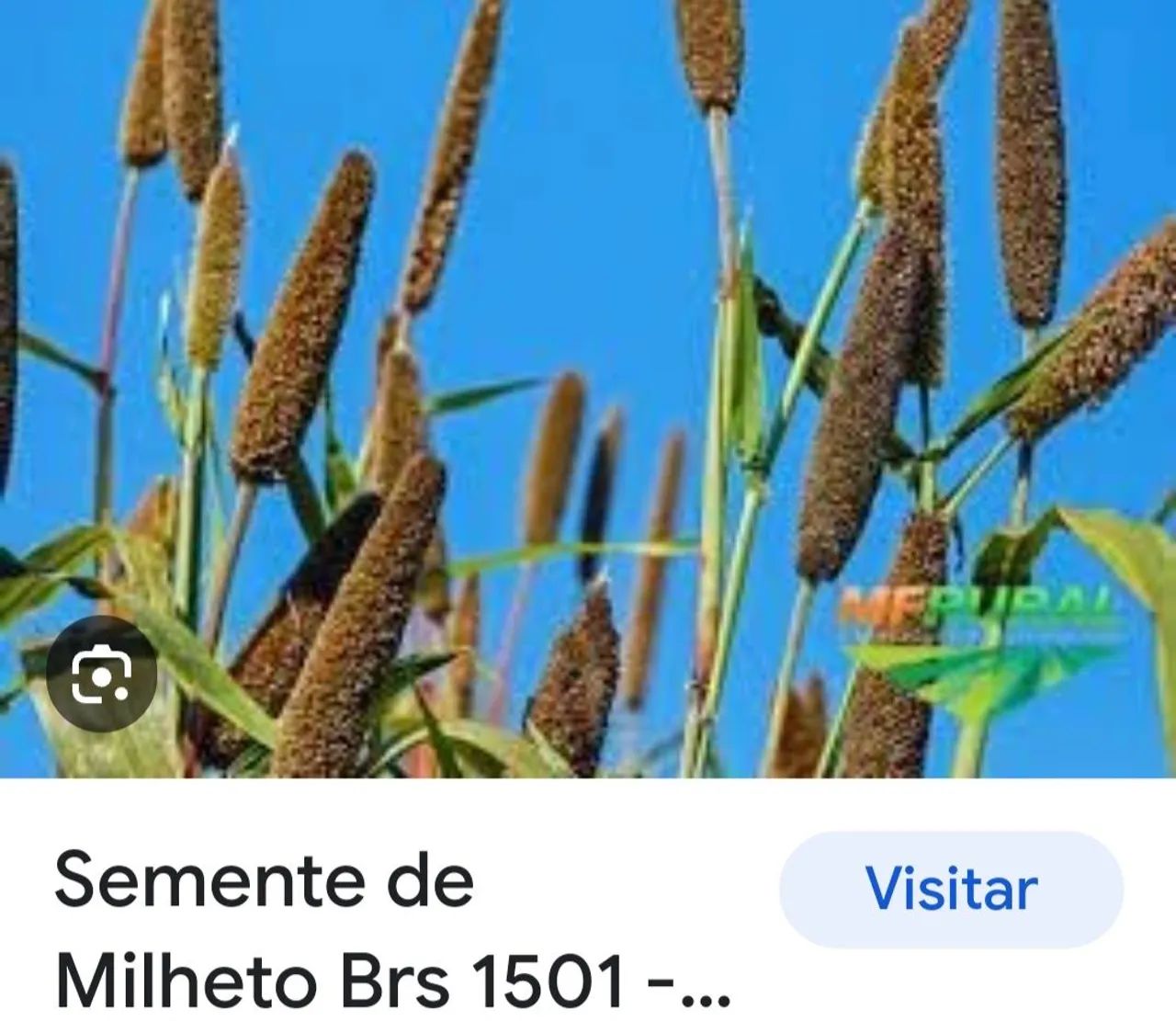 SEMENTE DE MILHETO BRS 1501 EMBRAPA - Foto 2