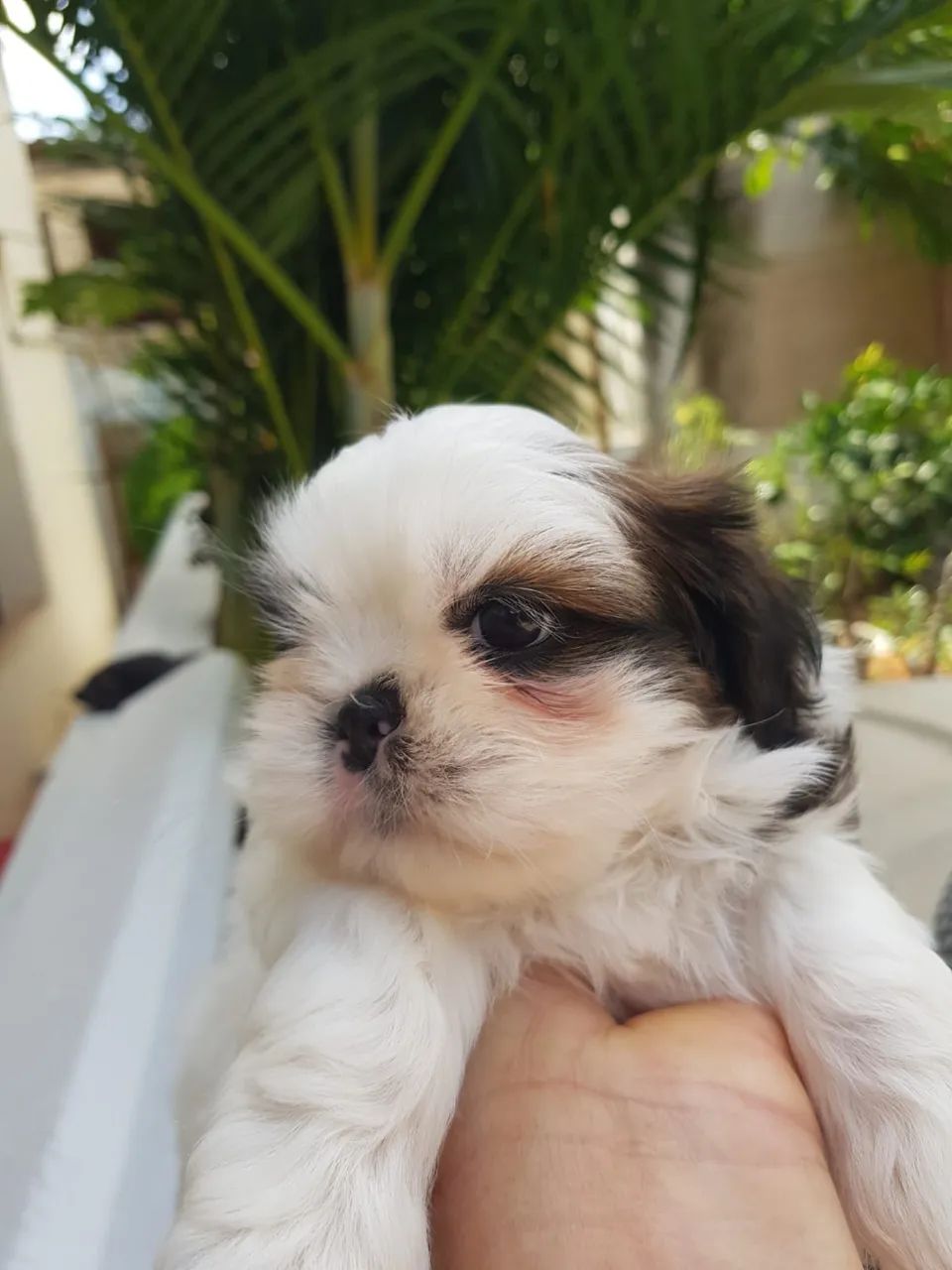 Filhote de Shihtzu - Foto 2