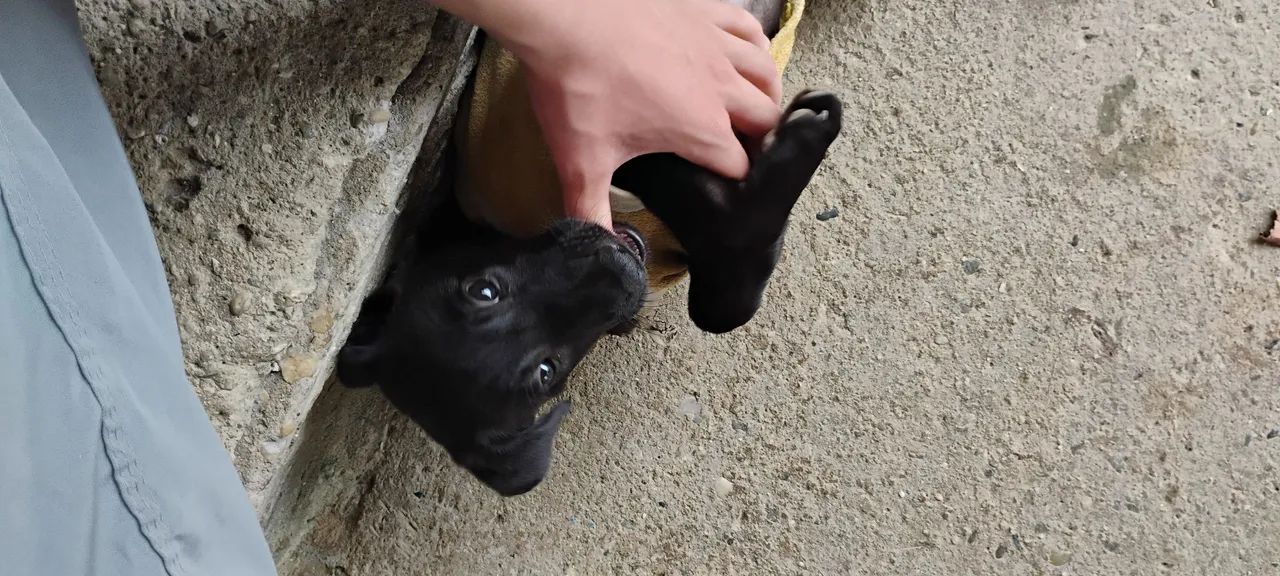 Cachorro 