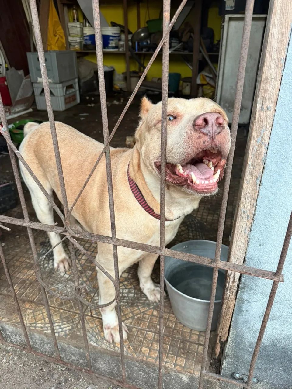 Doação de Cachorro de raça Pitbull.  - Foto 2