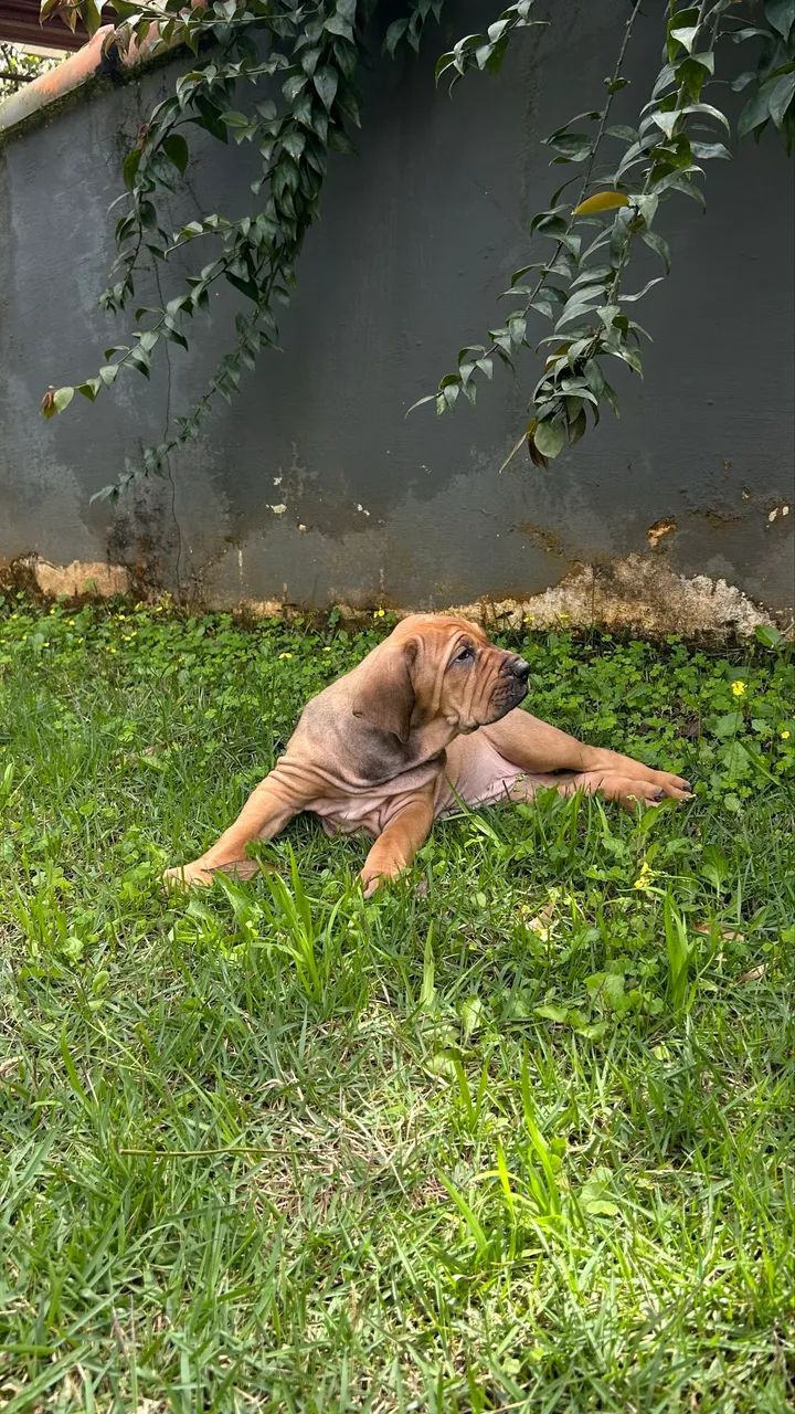 Fila brasileiro - Foto 5