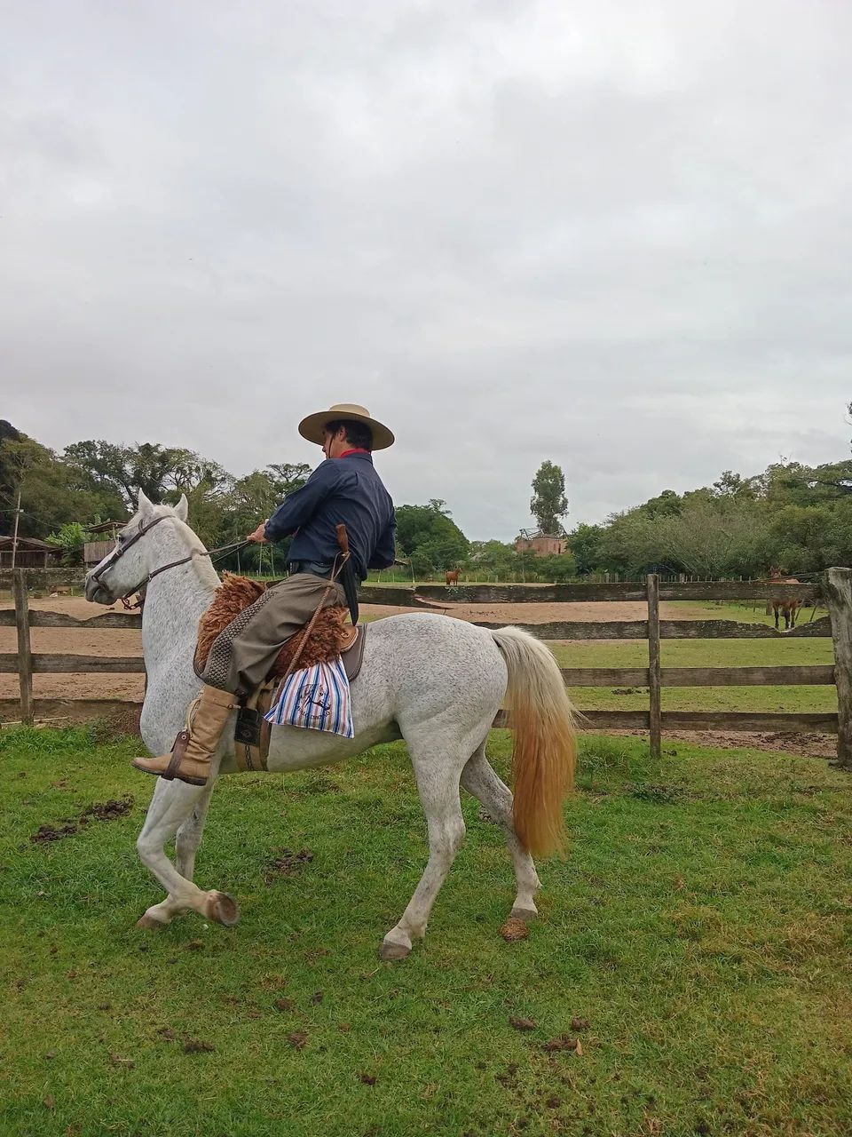 Cavalo crioulo - Foto 6