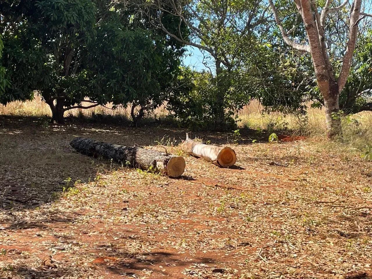 Fazenda a venda em Fatima Tocantins, oportunidade! - Foto 4