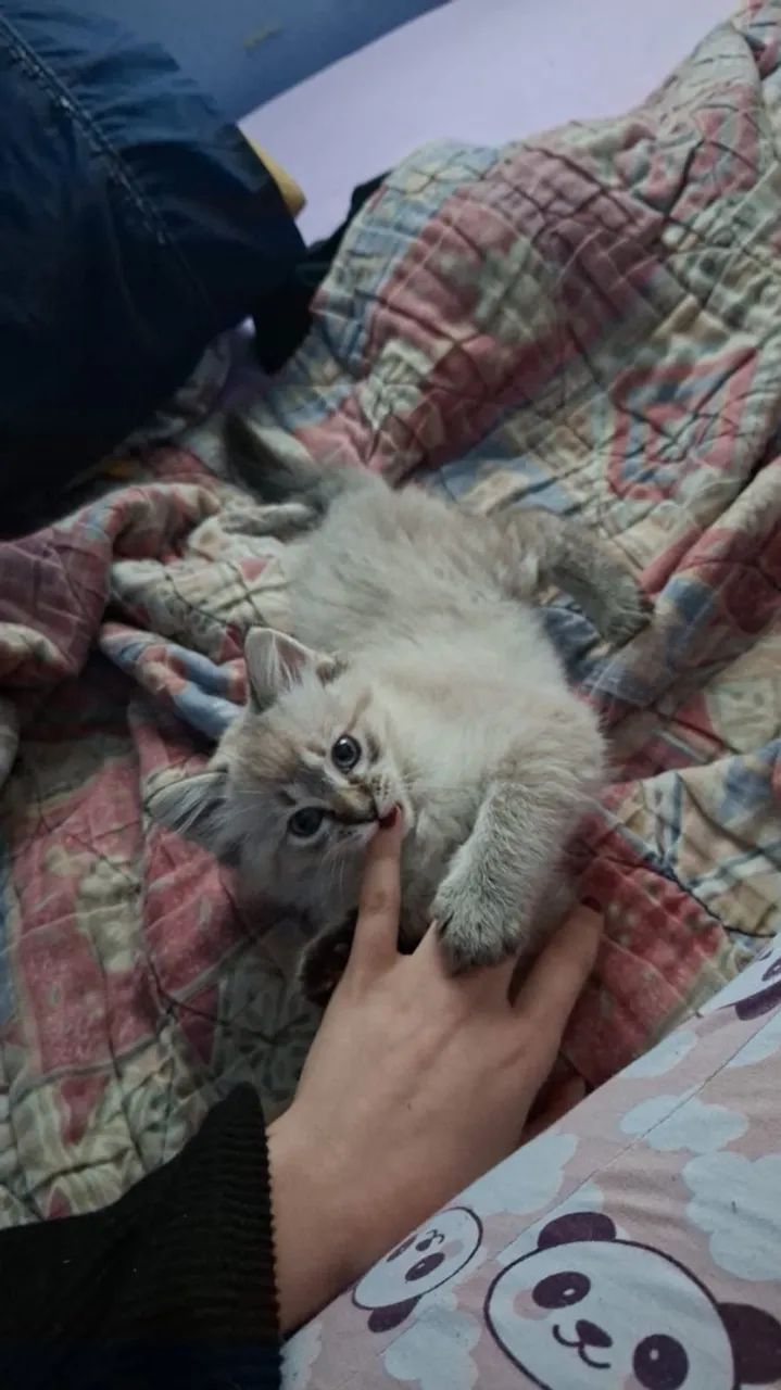Gata Ragdoll URGENTE - Foto 2