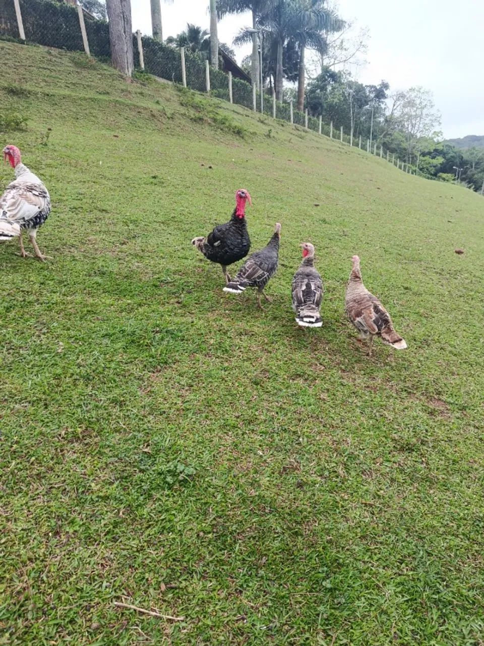 animais - Foto 4