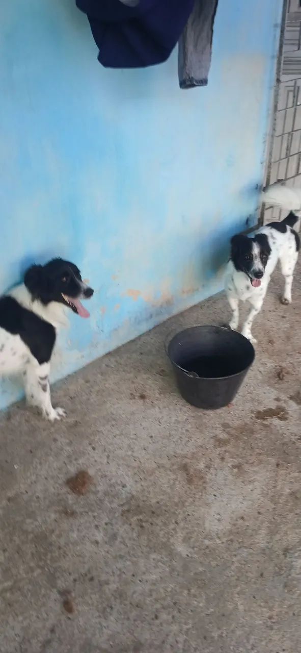 Doação de 2 Cachorros - Foto 2
