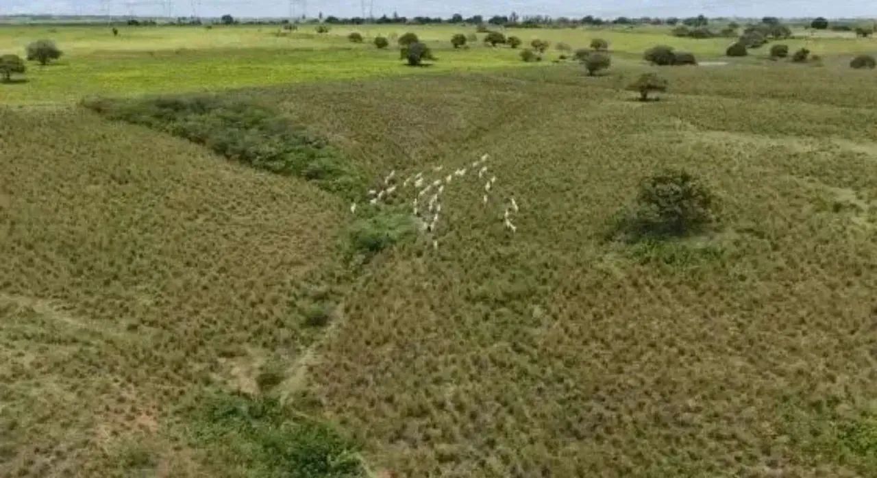 Fazenda Arapiranga a Venda 341 Hectares - Foto 3