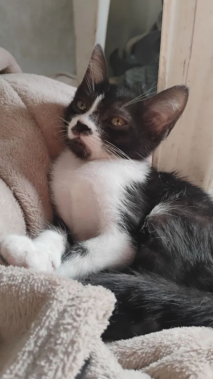 Gatos - Foto 3