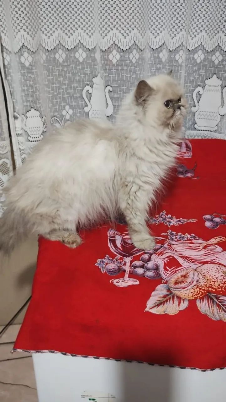 Linda Femea de Persa Himalaia  - Foto 4