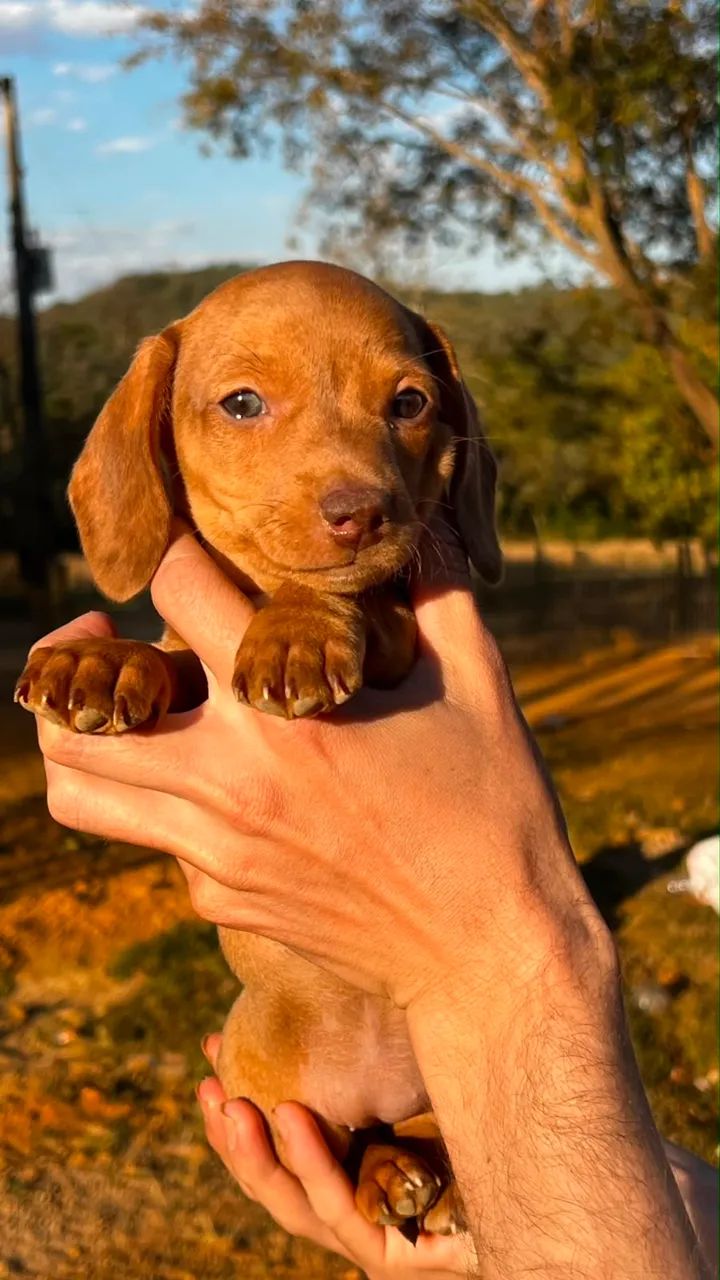 Cachorro(a) Dachshund - Foto 4