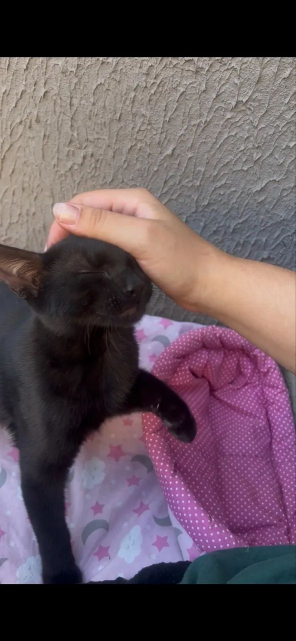 gatinho preto extremamente dócil filhote  - Foto 2