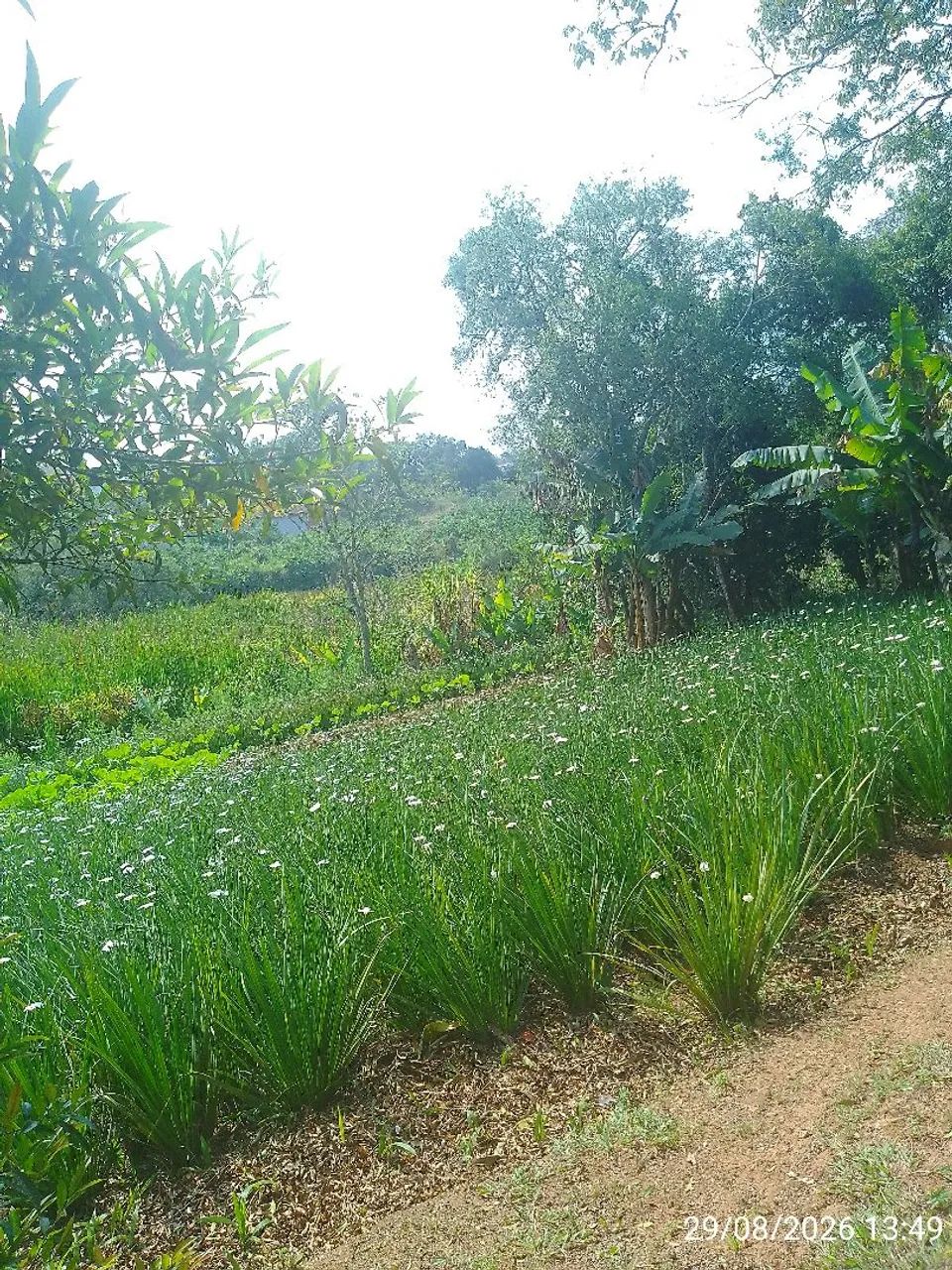 Moreia branca  - Foto 3