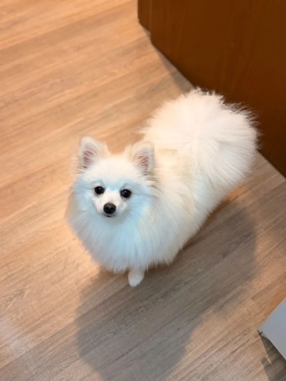 Spitz alemão  - Foto 2