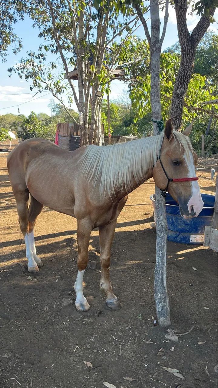 Cavalo Quarto de Milha  - Foto 2