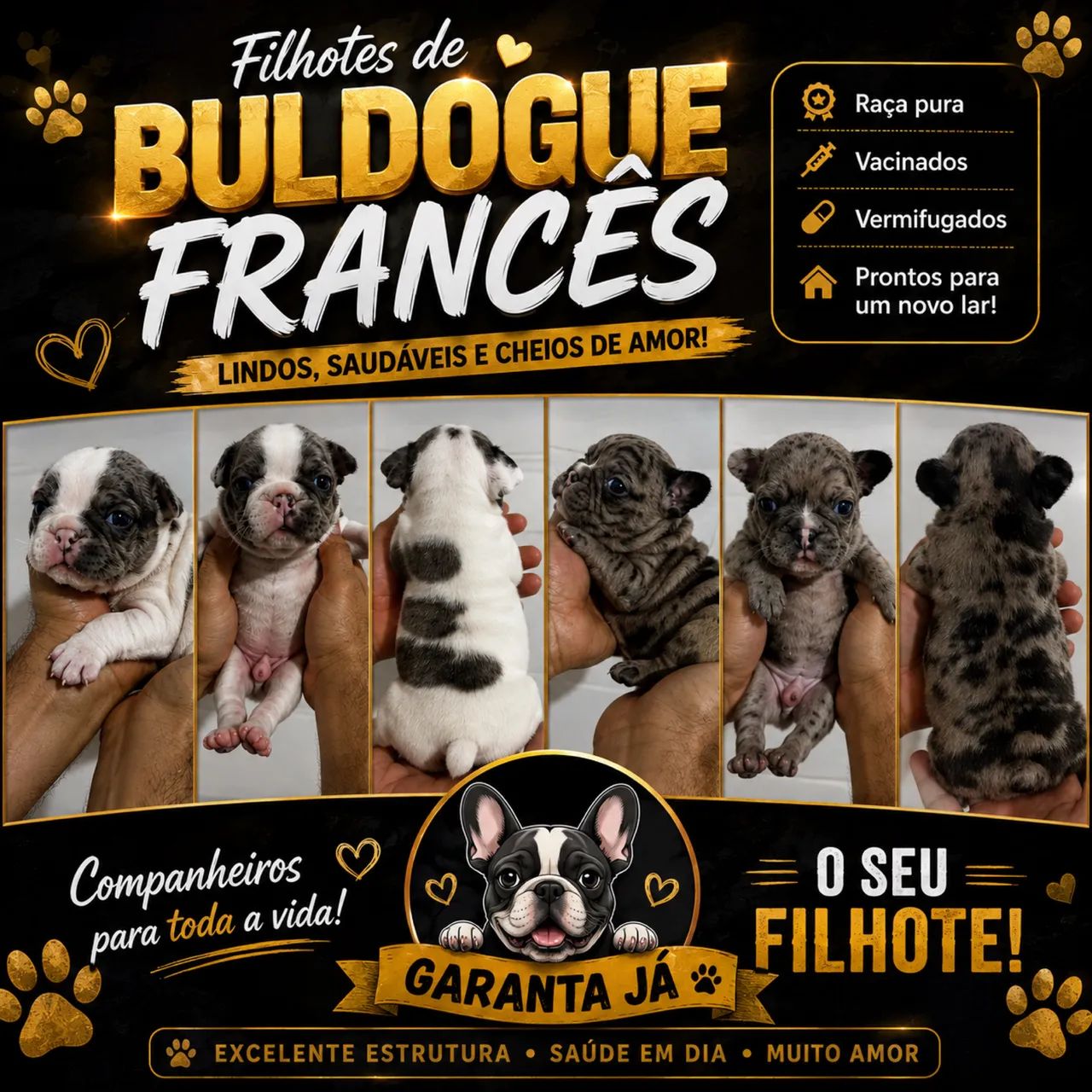 Buldogue francês 