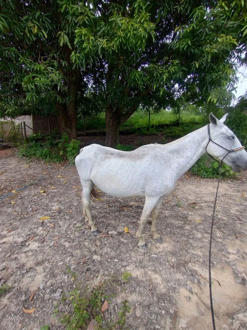 Égua de marcha picada prenha  - Foto 5
