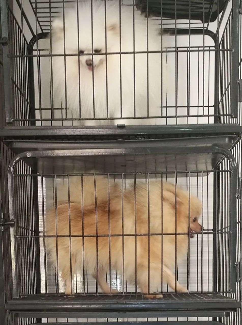 Canil/gatil gaiola vertical para pet shop - Foto 4