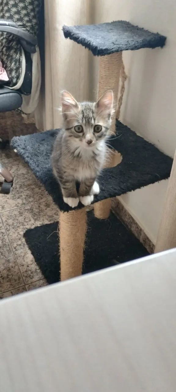 Gato para adoção - Foto 3