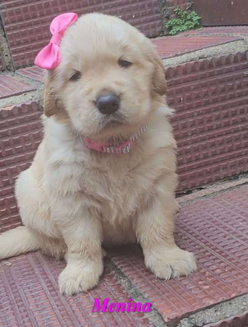 PRONTOS PARA ENTREGA Filhotes de Golden Retriever  - Foto 2