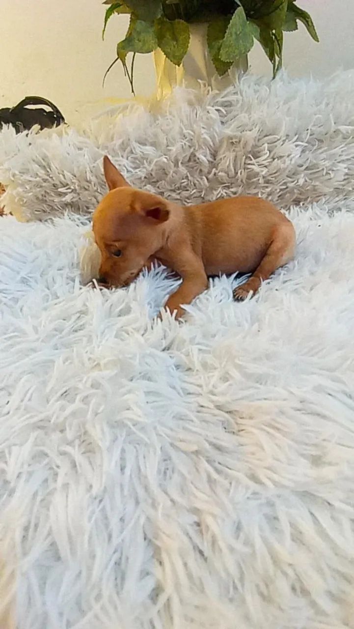 Pinscher zero machinho( 2 meses) - Foto 2