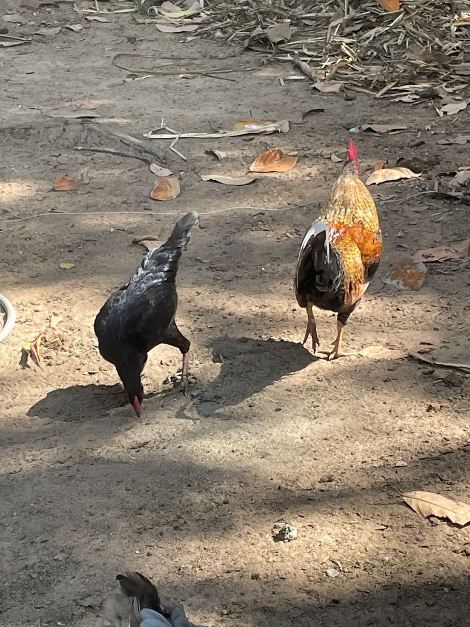 Galos e galinhas - Foto 4