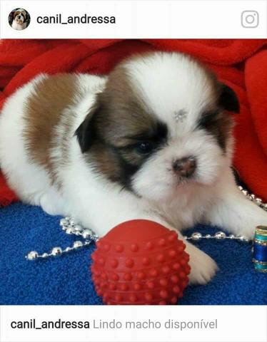 Filhotes de shih Tzu