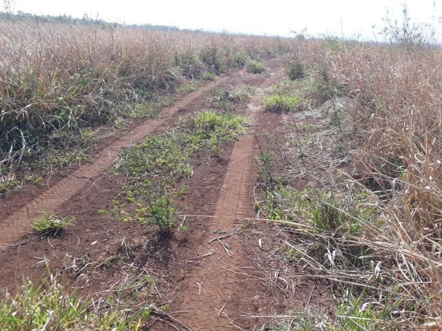 Fazenda 1000 Hectares para Lavoura em Bonito - Foto 7
