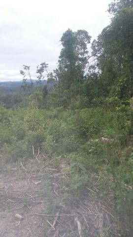 Fazenda de 62hectares em campo Largo - Foto 4