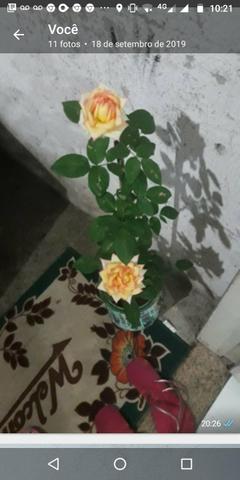 Lindas rosas Paulista para o seu jardim , para vasos ou chão - Foto 3