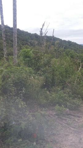 Fazenda de 62hectares em campo Largo - Foto 3