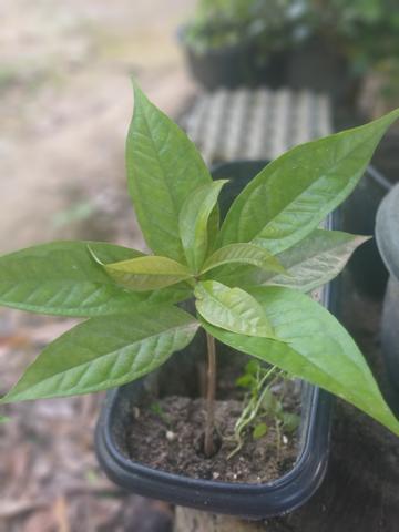 Mudas de jambo