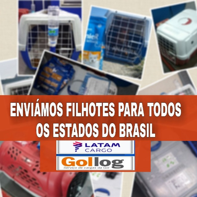 Filhotes de American Bully Blue Nose C Pedigree E AC Veterinário- Pitbull - Foto 6