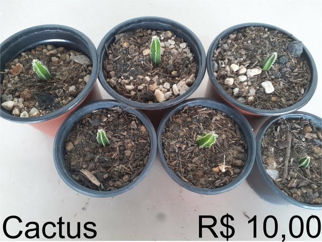 Mudas - Foto 3