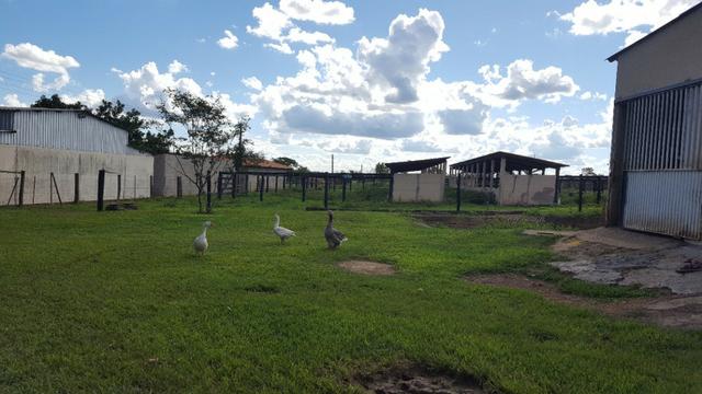 JP 013 -Ótima fazenda colado no Gama,excelente localização - Foto 18