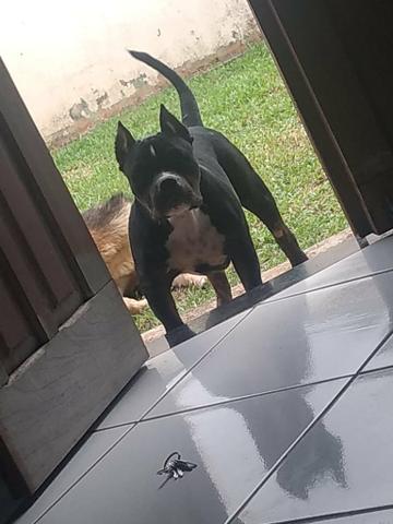 Vende-se esse cachorro da raça Bulli - Foto 2